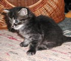 Lupino