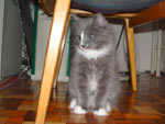 Norman