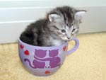 CUP OF CAT